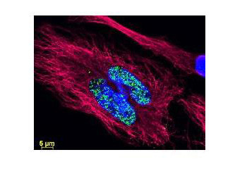 Anti-Golden Syrian &amp; Armenian Hamster IgG (H&amp;L) (Min X Mouse and Rat Serum Proteins), DyLight 488 co