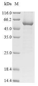 Tyrosine-protein kinase FRK (Frk), mouse, recombinant