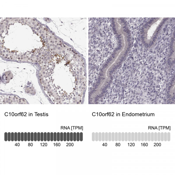 Anti-C10orf62