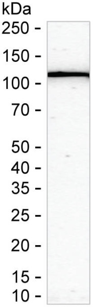 Anti-ARHGAP24