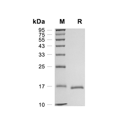 Basic Fibroblast Growth Factor (FGF-2) Recombinant (Rat)