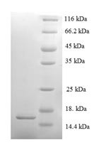 Serum amyloid A-2 protein (Saa2), mouse, recombinant