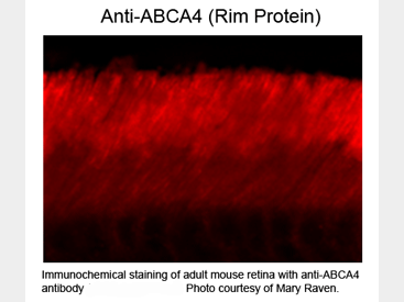 Anti-ABCA4 (Rim Protein), clone 3F4