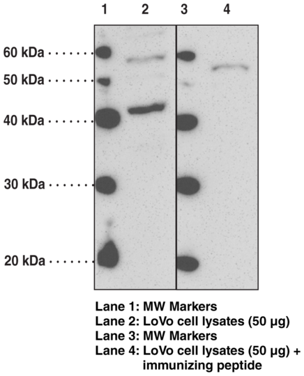 Anti-FFAR3 (GPR41) (N-Term)