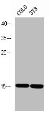 Anti-Phospho-PEA15 (S116)