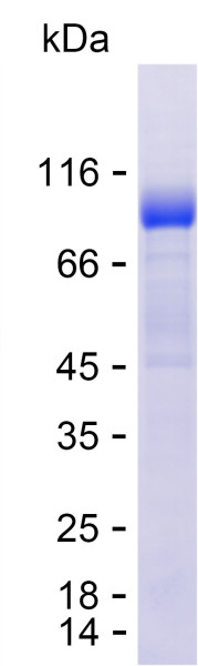 Recombinant Human HYAL4 Protein
