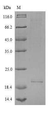 Interleukin-26 (IL26), human, recombinant