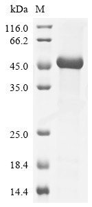 Macrophage colony-stimulating factor 1 (Csf1), partial, rat, recombinant