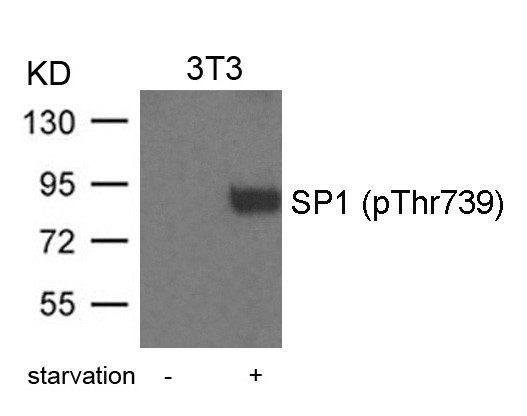 Anti-phospho-SP1 (Thr739)
