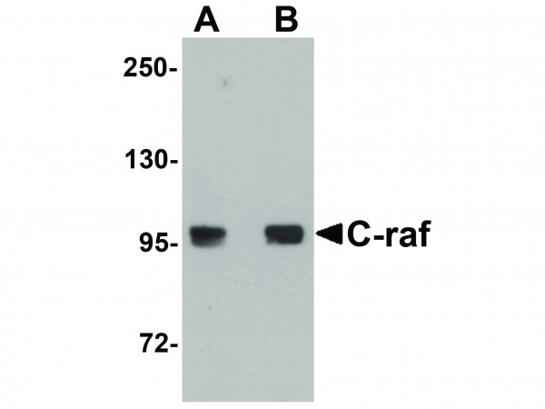 Anti-C-raf