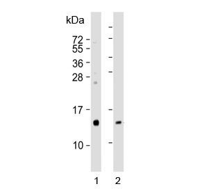 Anti-REG3G / Regenerating islet-derived protein 3-gamma