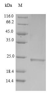 Metallothionein-3 (MT3), human, recombinant