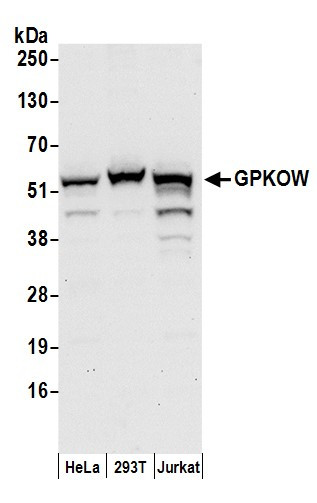 Anti-GPKOW