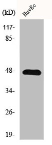 Anti-GPRIN2