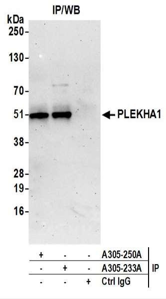 Anti-PLEKHA1/TAPP1