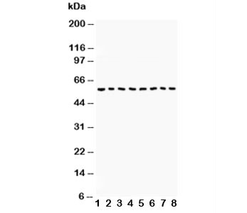 Anti-Beclin 1