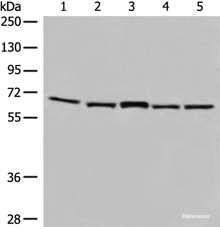 Anti-EHD1