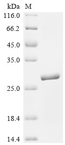 Interferon tau-1 (IFNT1), sheep, recombinant