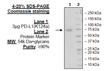PD-L1 (K124A), Fc fusion, Avi-Tag, HiP(TM) (Human)