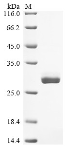 Enhanced green fluorescent protein (egfp), human cytomegalovirus, recombinant