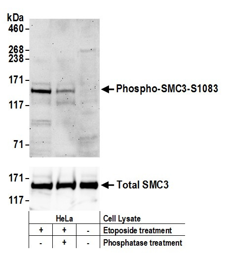 Anti-phospho-SMC3 (Ser1083)