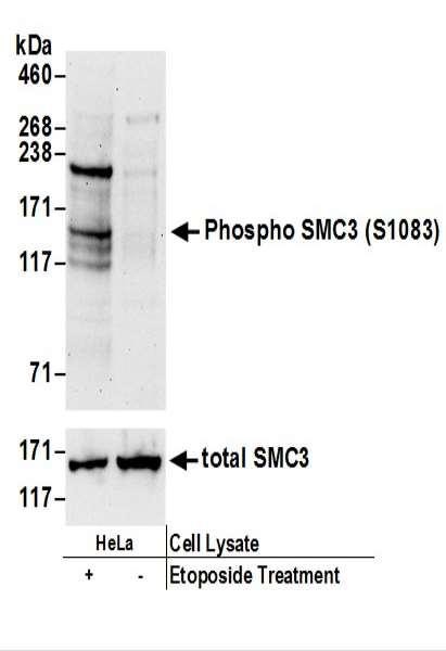 Anti-phospho-SMC3 (Ser1083)