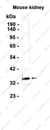 Anti-Recombinant Annexin A1, clone C112645