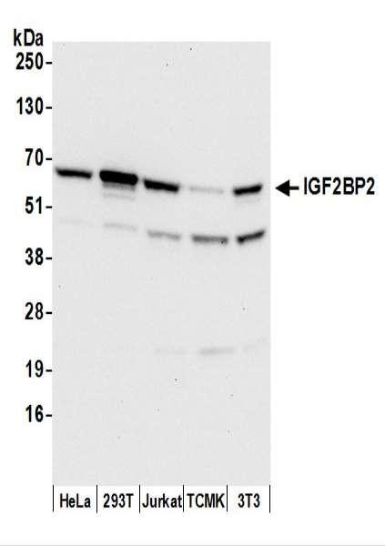 Anti-IGF2BP2 Monoclonal