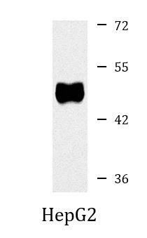 Anti-CELF1