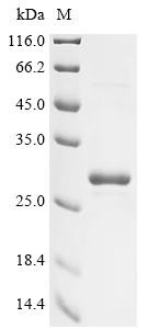 Immediate-early protein 2 (U90/U86), partial, human herpesvirus 6B, recombinant
