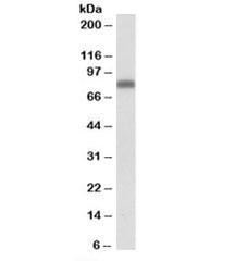 Anti-Zyxin