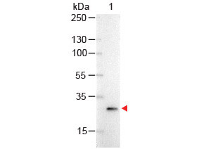 Anti-Green Fluorescent Protein (GFP, recombinant from Aequorea victoria), Alkaline Phosphatase conju