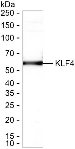 Anti-KLF4
