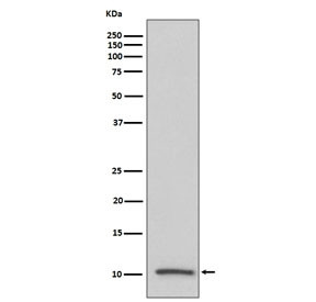 Anti-IGF2, clone IGE-9