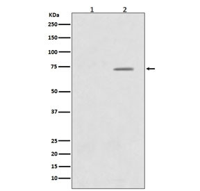 Anti-phospho-Raf1 / c-Raf (Ser43), clone ICO-18