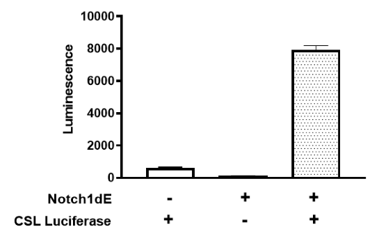 CSL (CBF1/RBP-Jk) Luciferase Reporter Lentivirus (Notch Signaling Pathway)
