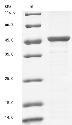 Cobalamin import ATP-binding protein BtuD (btuD), Halobacterium salinarum, recombinant