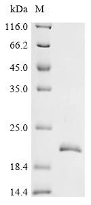 Cystatin-14 (Cst14), mouse, recombinant