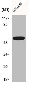 Anti-CLCC1