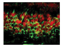 Anti-Dnmt3a, clone 64B1446