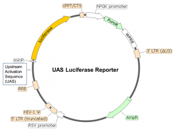 UAS Luciferase Reporter Lentivirus