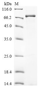 Serine/threonine-protein kinase RIO3 (RIOK3), human, recombinant