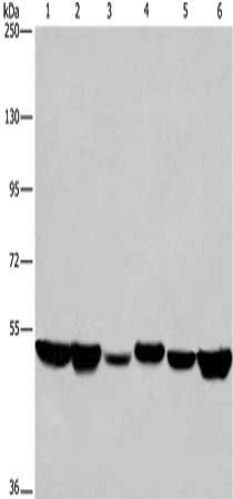 Anti-HNRNPH1