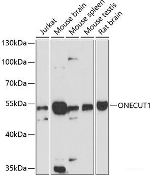 Anti-ONECUT1