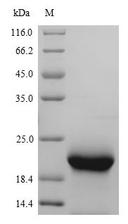 Myoglobin (Mb), mouse, recombinant