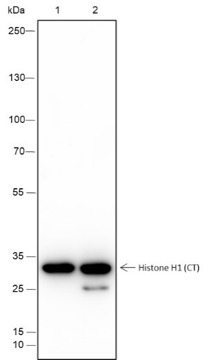 Anti-Recombinant Histone H1 (CT), clone A247