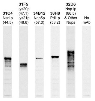 Anti-Nsp1p, clone 32D6