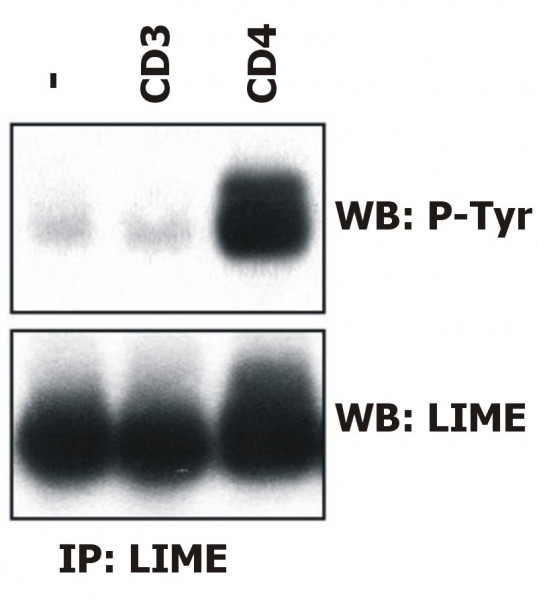 Anti-LIME, clone LIME-06