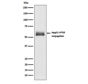 Anti-ATG12, clone ABID-1