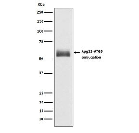 Anti-ATG12, clone ABID-1